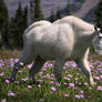 Mountain Goat