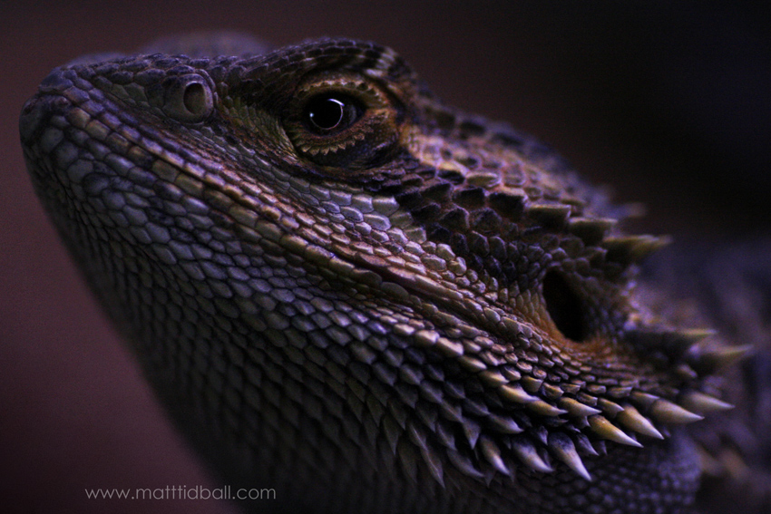 Bearded Dragon