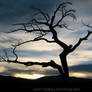 Burmis Tree 2