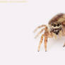 Jumping Spider 3