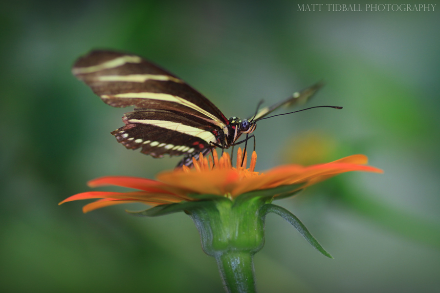 Zebra Longwing - Heliconius Charitonius