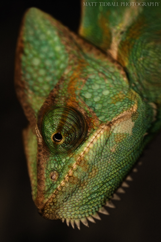 Chameleon