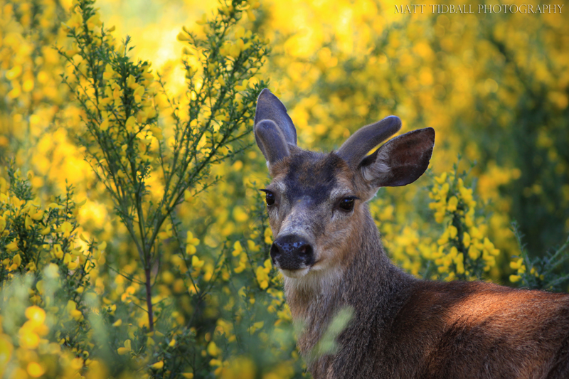 Deer - Bear Mountain