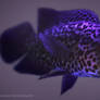 Jaguar Cichlid