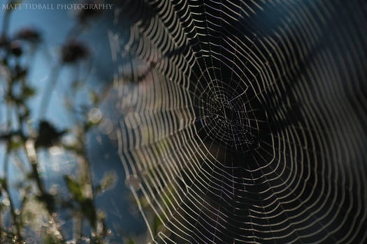 Spiderweb