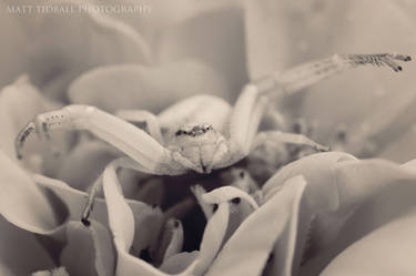 Crab Spider BW