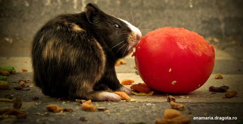 baby guinea pig