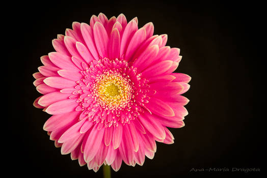 Pink daisy