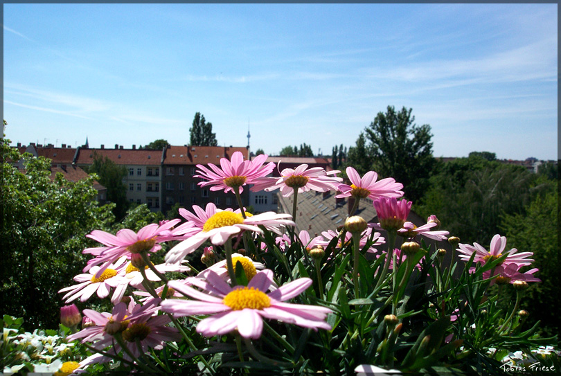 Flowers Over Berlin