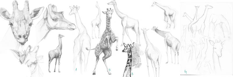 Zancas Giraphes