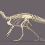 Megaraptor Skeletal