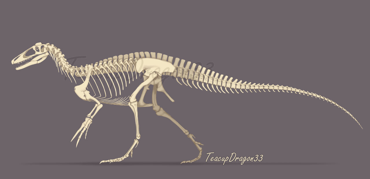 Megaraptor Skeletal by Joyce33657 on DeviantArt
