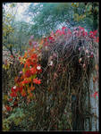 Autumn harmony by Luthyen
