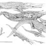 Crocodiles past and present