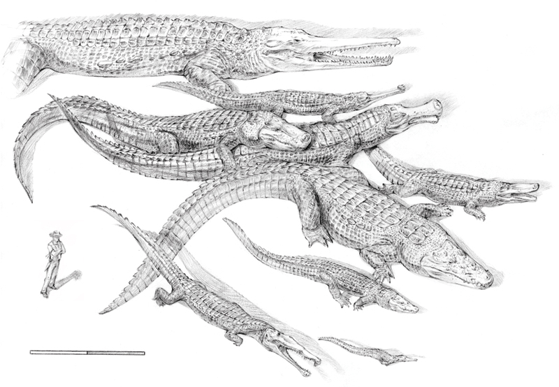 Crocodiles past and present