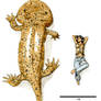 Koolasuchus and Girl