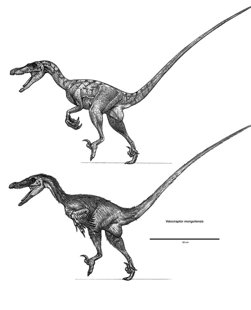 Velociraptor_ past and present