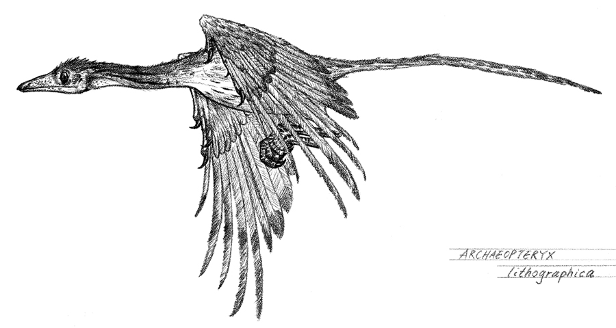 Archaeopteryx