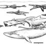 Giant marine creatures