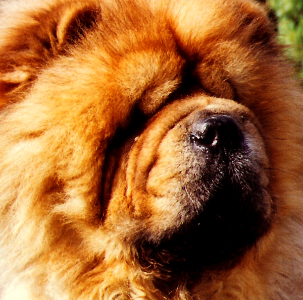 chow chow