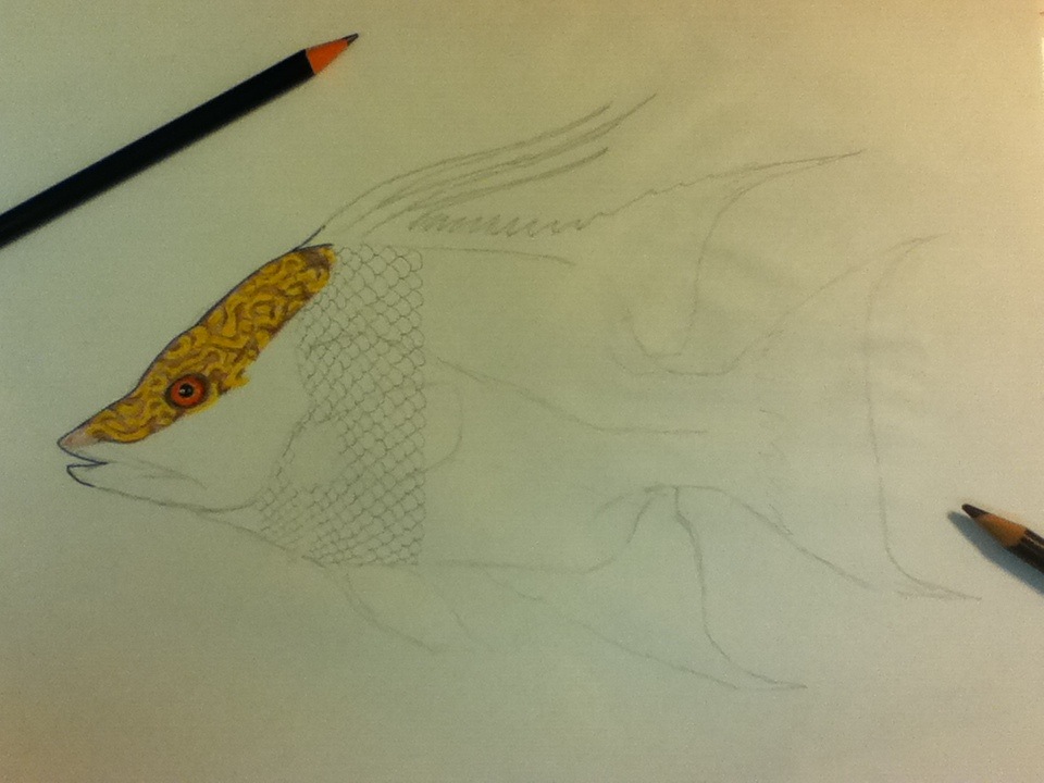 Hogfish .03