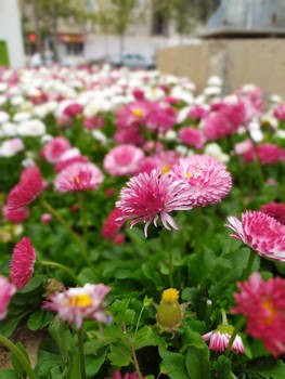 flowers in spring