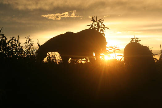 Horse of Sunset