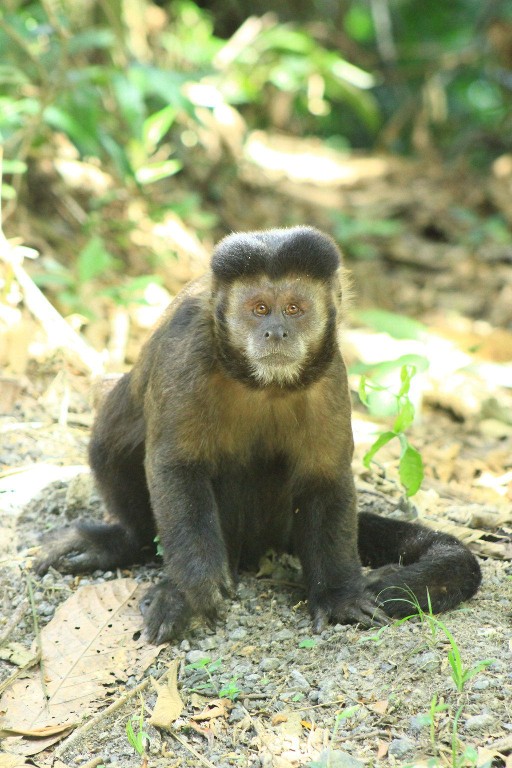 Monkey VII