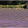 Lavender Field