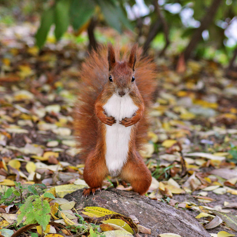 Mr. Squirrel by panna-cotta