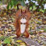 Mr. Squirrel by panna-cotta