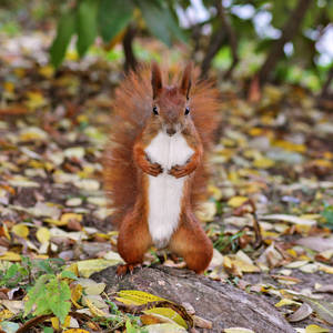 Mr. Squirrel