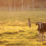 Sunset at Pasture