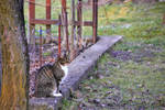 Early Spring Cat by panna-cotta