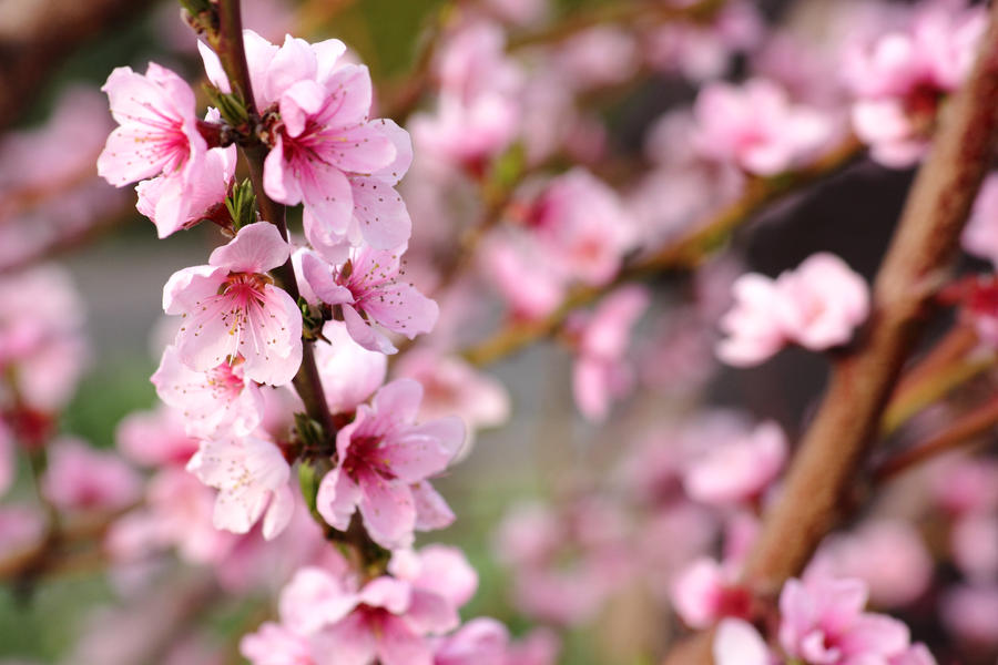Pink Spring by panna-cotta