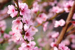 Pink Spring by panna-cotta