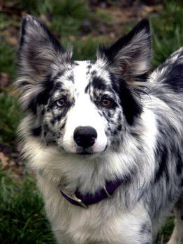 Border Collie 27