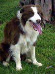 Border Collie 52 by Museik