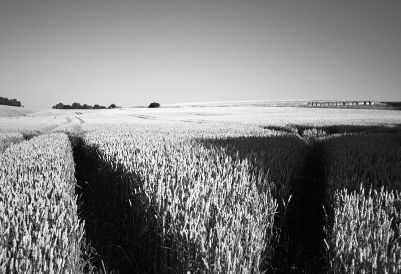 Summer Field