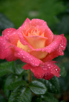 Roses in the rain.