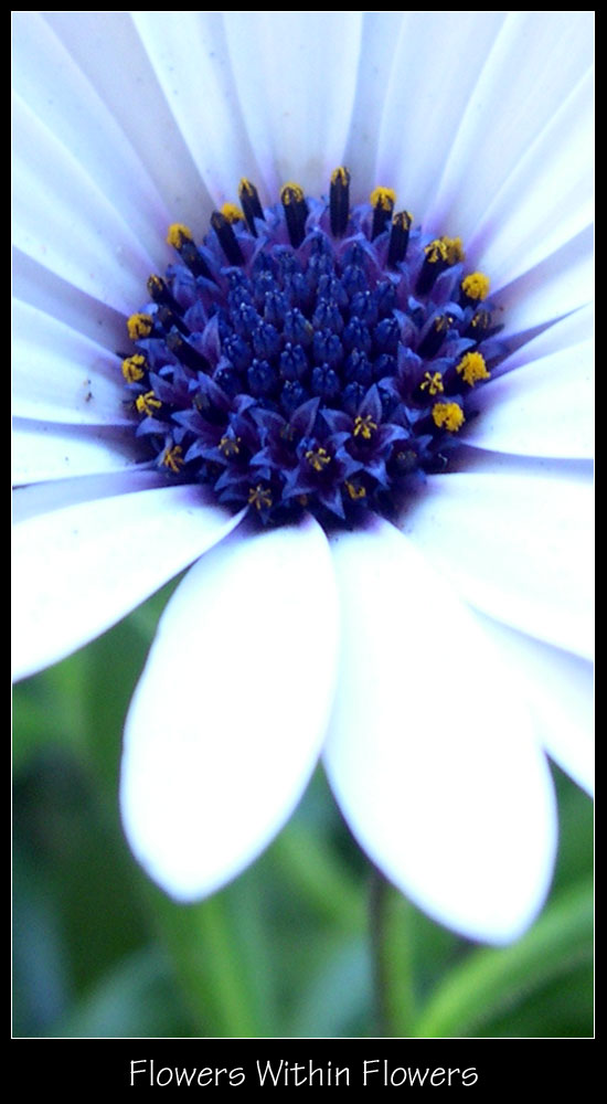 Flowers Within Flowers