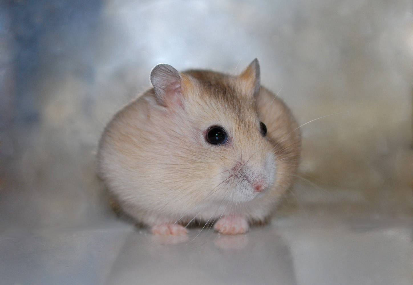 Hamster 1