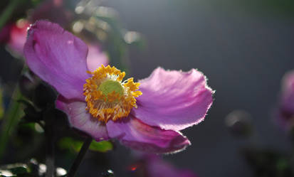 Herbst Anemone 3