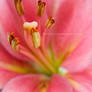 Pink Lily