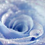 Ice Rose