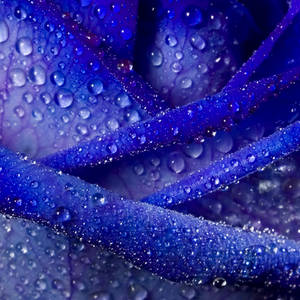Blue Sparkle by eyedesign Blue Sparkle by eyedesign