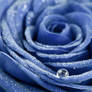 Dusted in Blue
