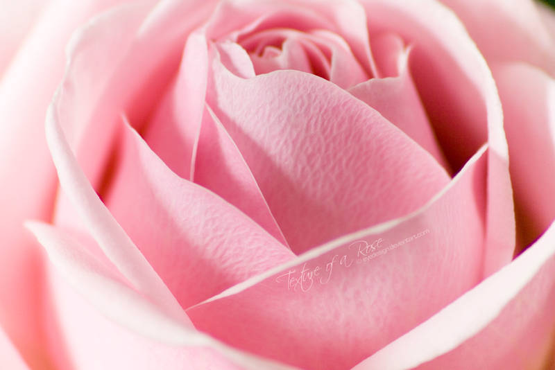 Texture of a Rose by eyedesign
