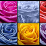 Collection of Roses II