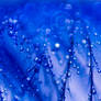:: Blue 2 ::